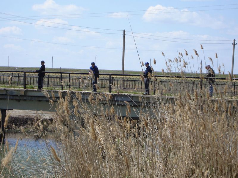 Рыбачим с моста. Мост для рыбалки. Рыболовный мостик. Рыбаки на мосту. Рыбный мост.