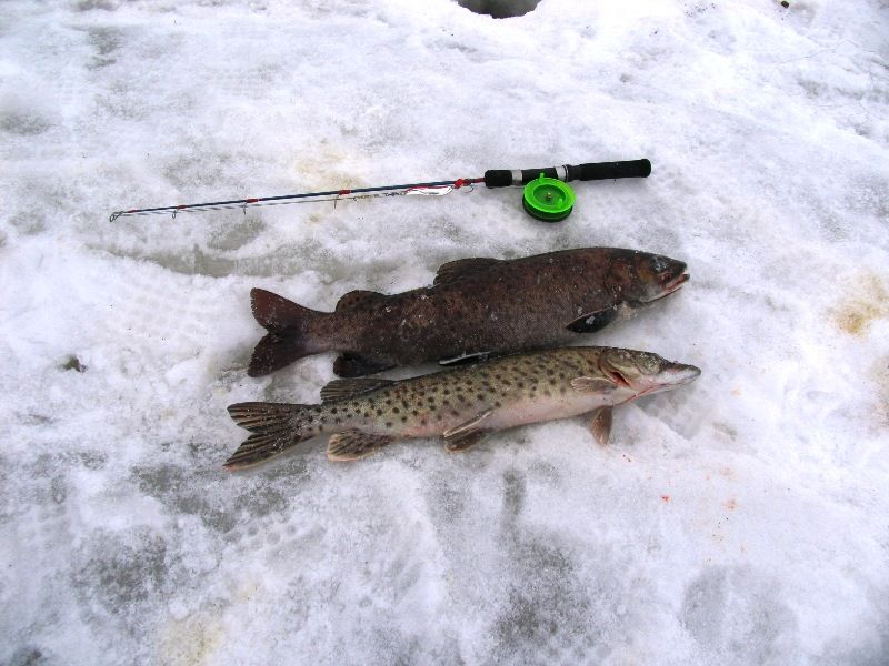 Ленок зимой. Зимняя рыбалка на ленка. Ловля ленка зимой. Зима рыбалка на Ленок.